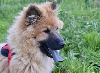 Guide To The Rare Dog Breed Guide To The Rare Dog Breed