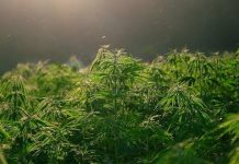 Can CBD Flower Strains Help Fight Stress or Anxiety? CBD Flower Strains