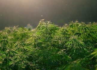 Can CBD Flower Strains Help Fight Stress or Anxiety? CBD Flower Strains