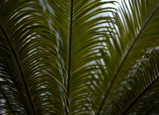 How Plants Help Me Find Time for the Much-Needed Self-Care Much-Needed Self-Care