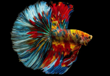 How To Make Your Betta Fish Happy Your Betta Fish
