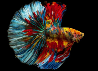How To Make Your Betta Fish Happy Your Betta Fish