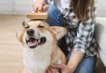 Ways to Keep Your Pet Clean and Healthy Keep Your Pet Clean
