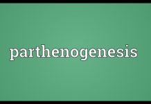 What is parthenogenesis?