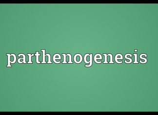 What is parthenogenesis?