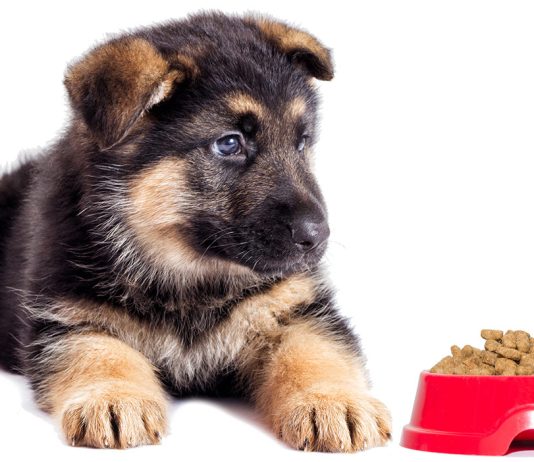 What is the Best Diet for a German Shepherd Puppy? What is the Best Diet for a German Shepherd Puppy?