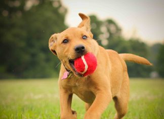 Keeping Canine Companions: How to Know If You Are Ready to Get a Dog