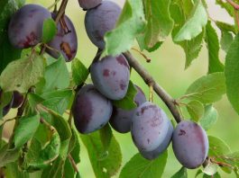 7 Health Benefits of Plums and Prunes