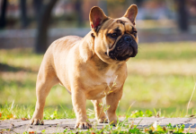 How French Bulldogs Do Their Smelling Business Dog