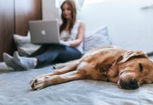 What Are the Benefits of Pet Insurance? Pet Insurance