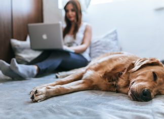 What Are the Benefits of Pet Insurance? Pet Insurance