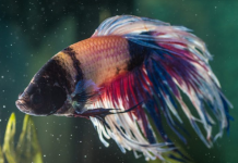 What Every Betta Fish Owner Should Know Before Touching? fish