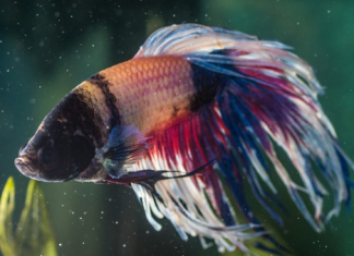 What Every Betta Fish Owner Should Know Before Touching? fish