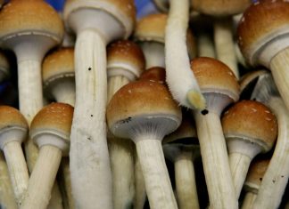 Psilocybin Decriminalization in the World