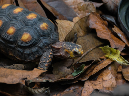 Are Red Foot Tortoises Friendly? Tortoises