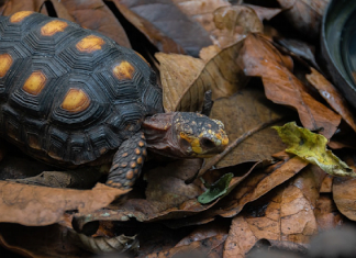 Are Red Foot Tortoises Friendly? Tortoises