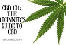 CBD 101: A Beginner’s Guide to Understanding Cannabidiol