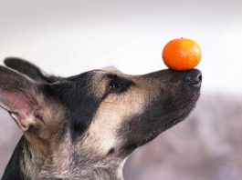 Can Dogs Eat Mandarins Can Dogs Eat Mandarins