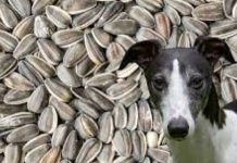Can Dogs Eat Sunflower Seeds Can Dogs Eat Sunflower Seeds