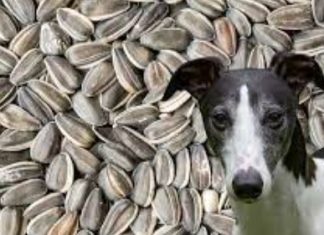 Can Dogs Eat Sunflower Seeds Can Dogs Eat Sunflower Seeds