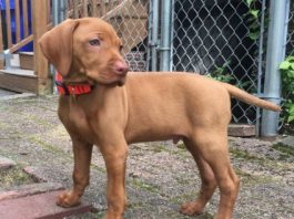 Can Dogs Get HIV Can Dogs Get HIV