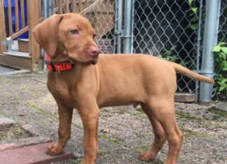 Can Dogs Get HIV Can Dogs Get HIV