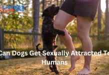 Knowing the Taboo: Dog Sexually Attracted to Human Dynamic Can dogs get sexually attracted to humans