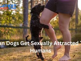 Knowing the Taboo: Dog Sexually Attracted to Human Dynamic Can dogs get sexually attracted to humans