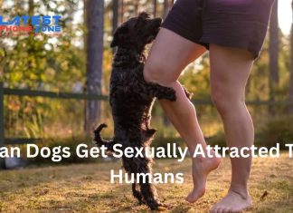 Knowing the Taboo: Dog Sexually Attracted to Human Dynamic Can dogs get sexually attracted to humans