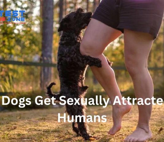 Knowing the Taboo: Dog Sexually Attracted to Human Dynamic Can dogs get sexually attracted to humans