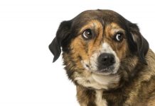 Best Essential Oils for Calming Anxious Dogs