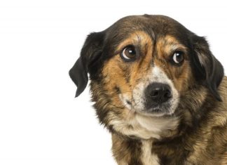 Best Essential Oils for Calming Anxious Dogs