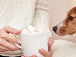 Can Dogs Have Marshmallows Can Dogs Have Marshmallows
