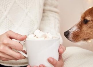 Can Dogs Have Marshmallows Can Dogs Have Marshmallows