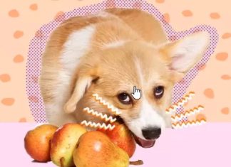 Can Dogs Have Pears Can Dogs Have Pears